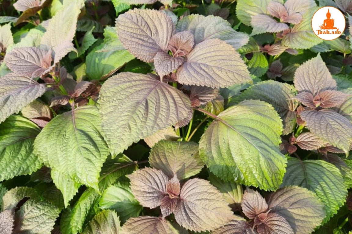 Lá tia tô có khả năng giảm đau và giảm sưng viêm tại khớp gối