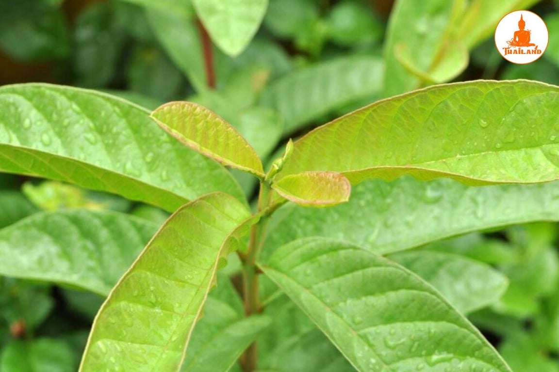 Cách chữa trào ngược dạ dày bằng lá ổi