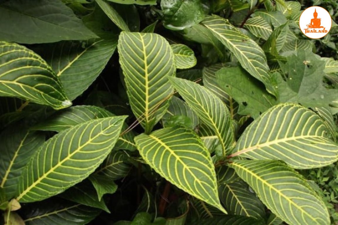 Cây xăng sê chữa trào ngược dạ dày