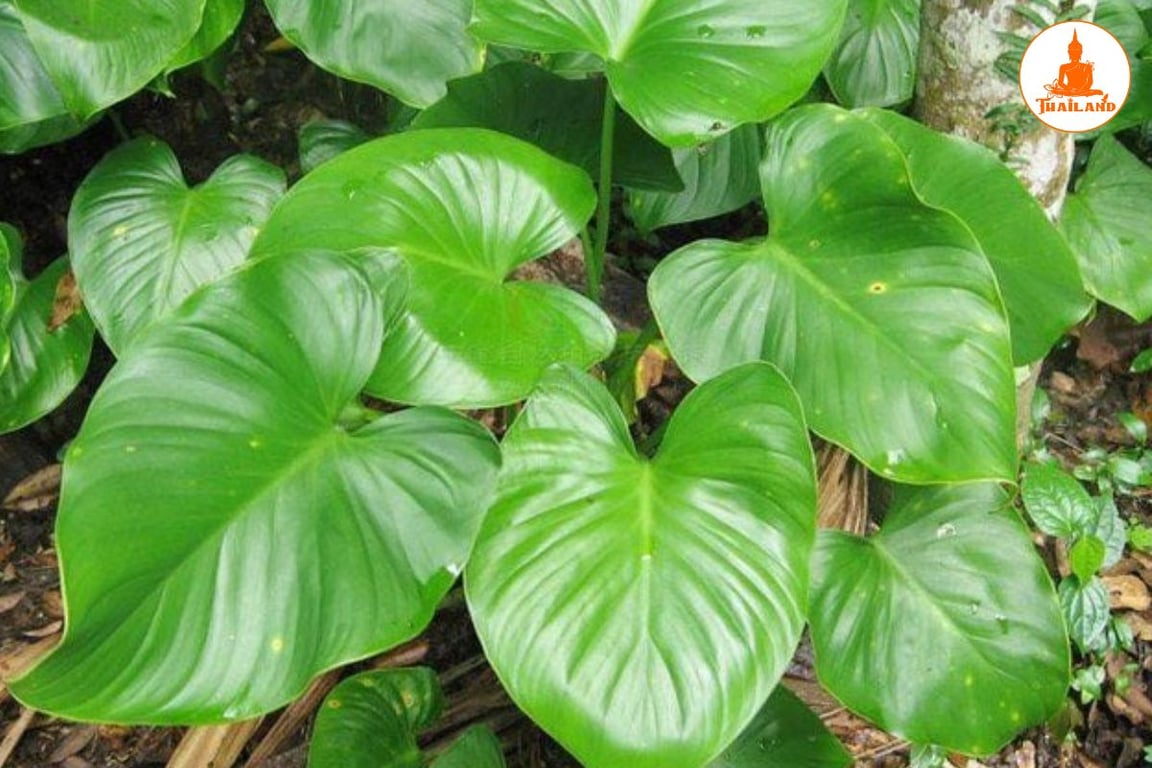 Thiên niên kiện là một loại dược liệu thuộc họ Ráy