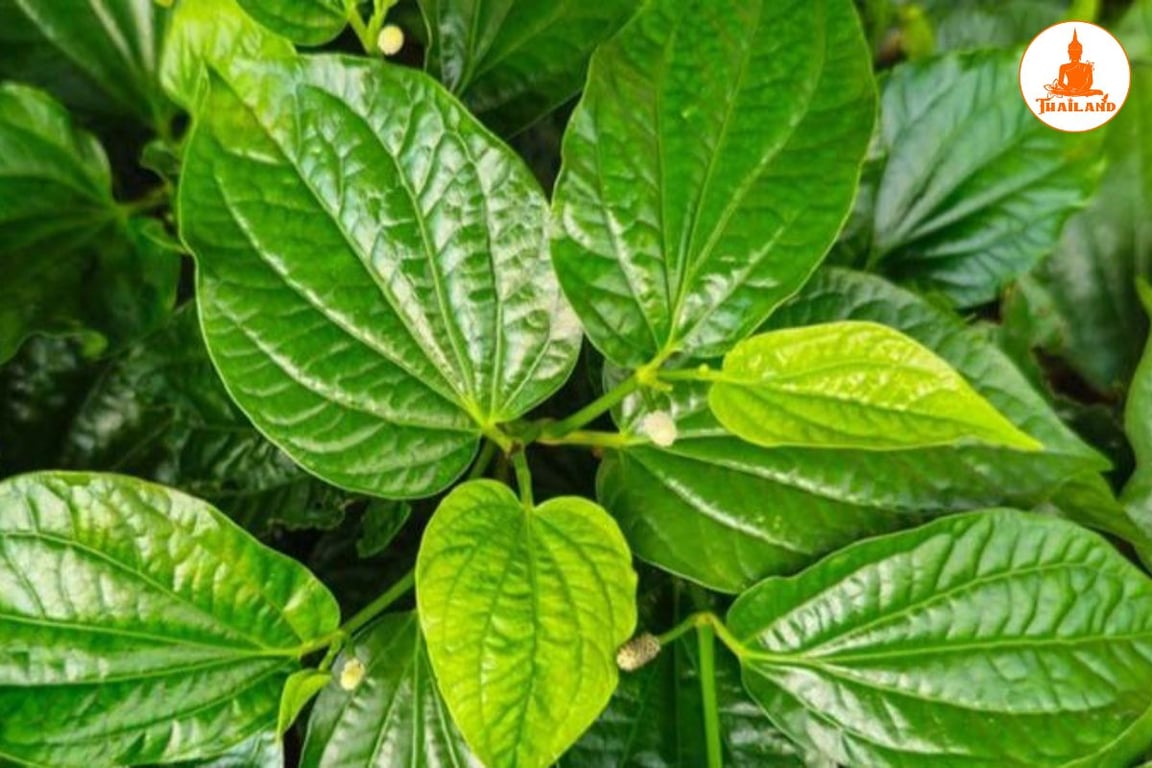 Rượu ngâm lá lốt chữa đau thần kinh tọa