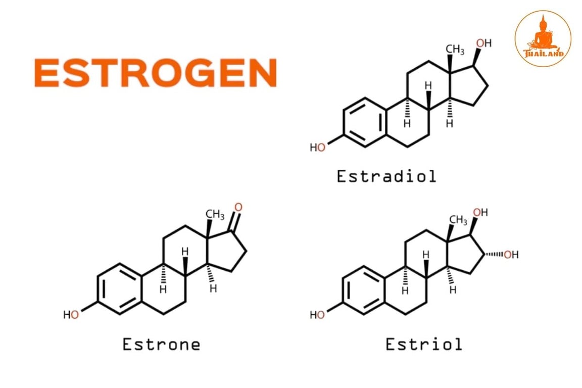 Estrogen thực chất không phải là một loại hormone đơn lẻ mà là tên gọi chung của ba loại hormone