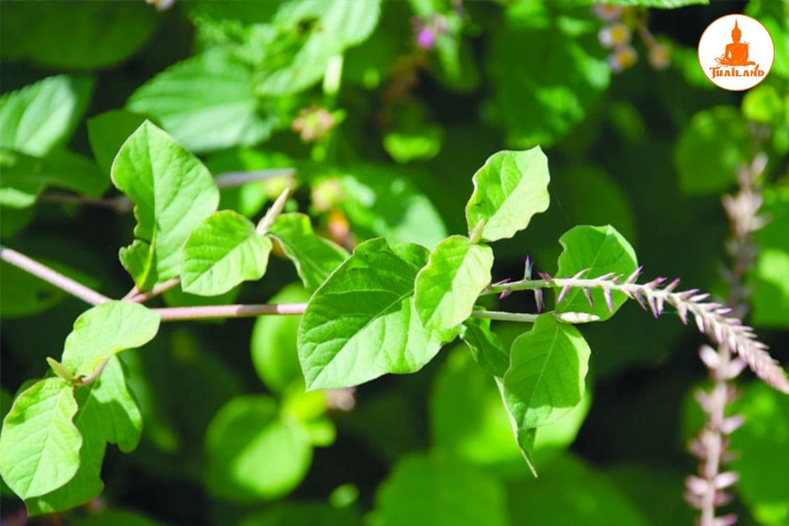 Cỏ xước có tác dụng trừ phong thấp, hoạt huyết, mạnh gân cốt