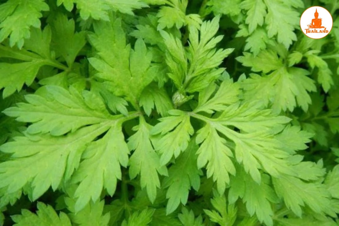 Chữa tê bì tay chân bằng lá ngải cứu