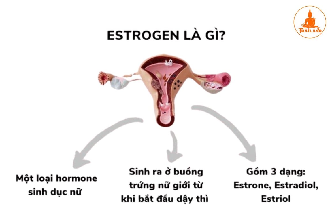 Estrogen là hormone chủ yếu được sản xuất tại buồng trứng