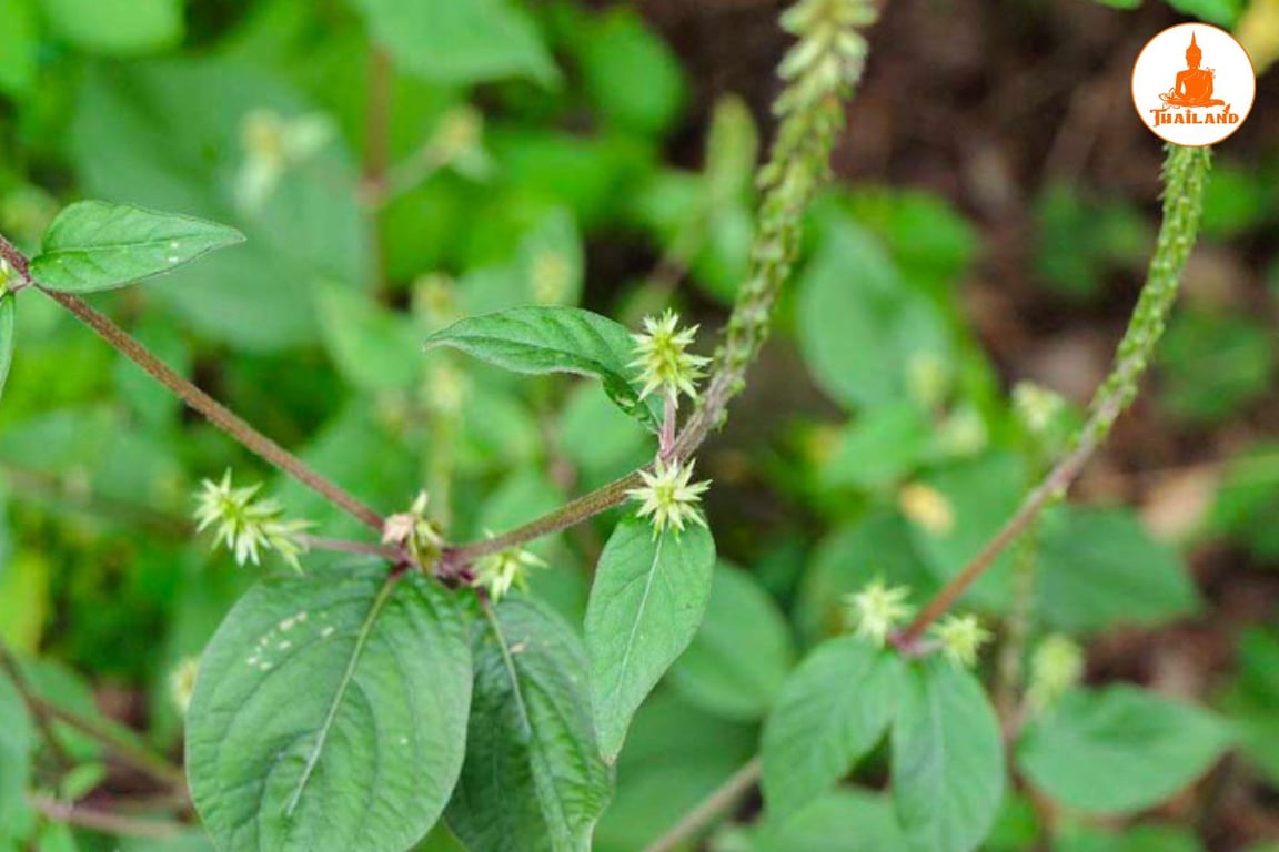 Đem cỏ xước và các nguyên liệu đã chuẩn bị sắc lấy nước uống