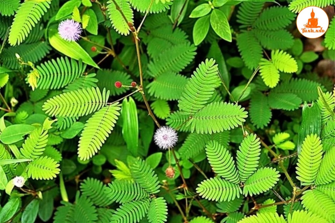 Cây trinh nữ được sử dụng để hỗ trợ điều trị nhiều vấn đề xương khớp