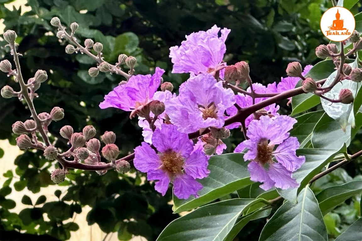 cây bằng lăng nước