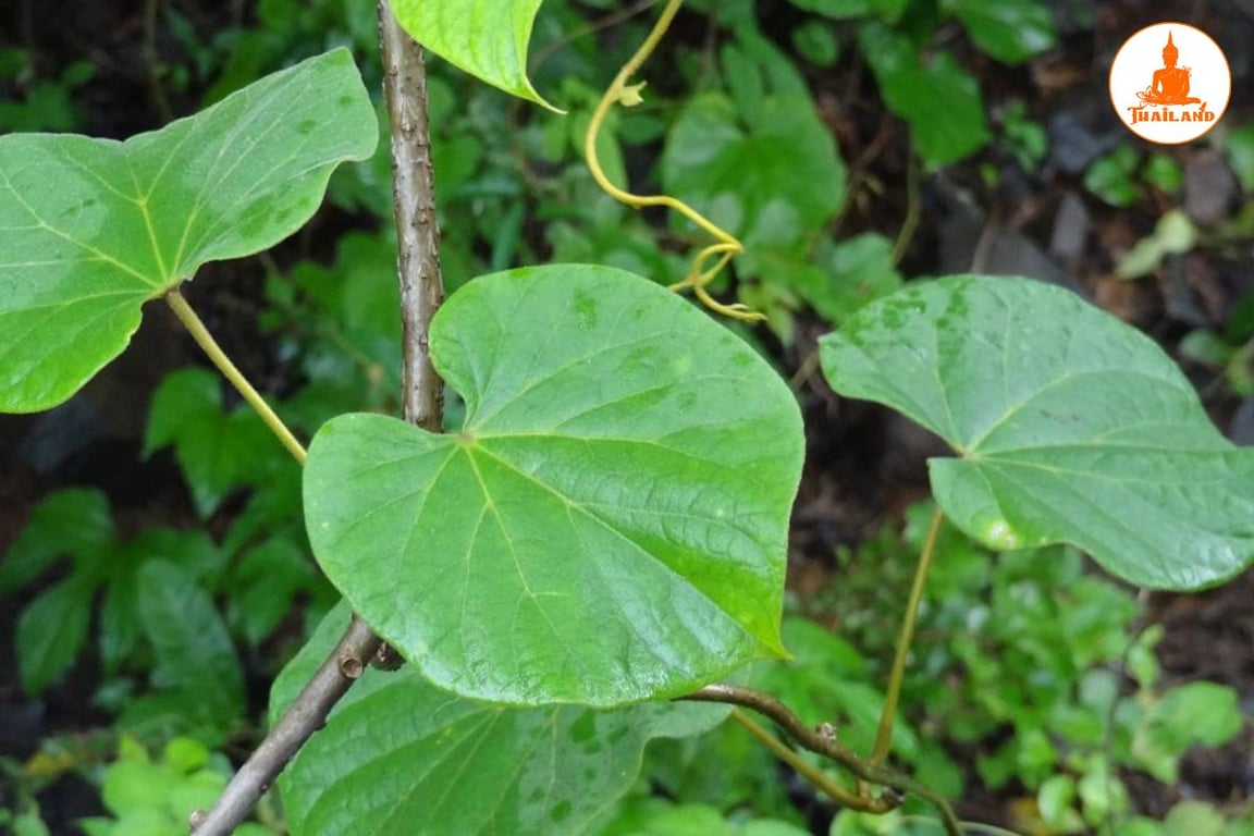 Dây đau xương được ghi nhận chứa các alkaloid tự nhiên có tác dụng chống viêm, giảm đau