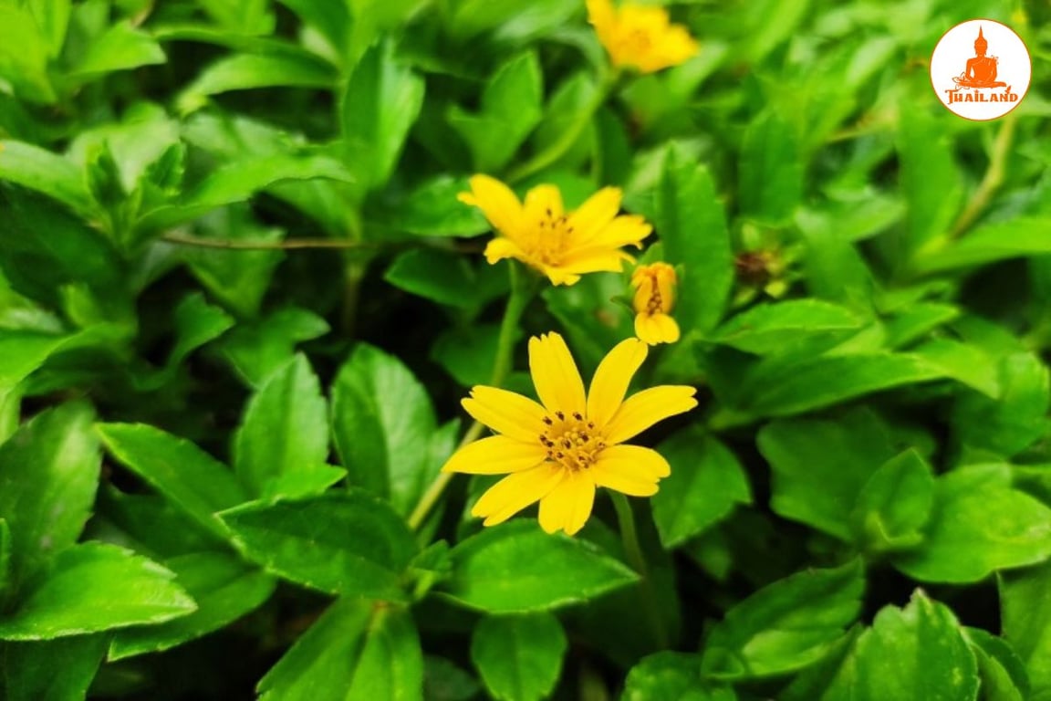 Sài đất là loại thảo dược có tính mát, thường được dùng trong dân gian để giảm ngứa ngáy