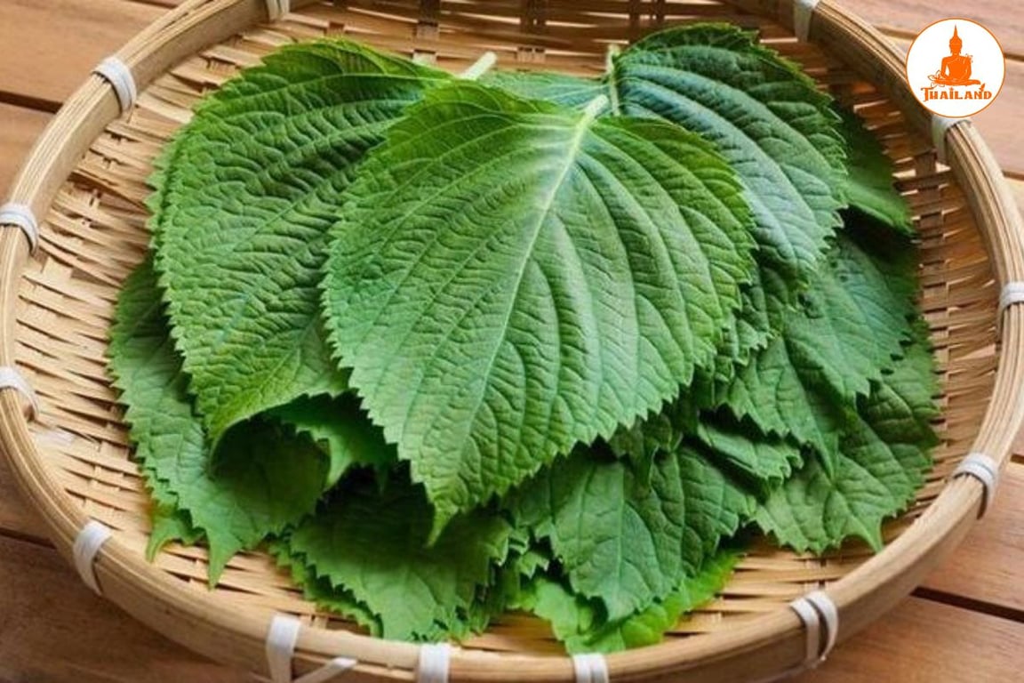 Sử dụng lá tía tô