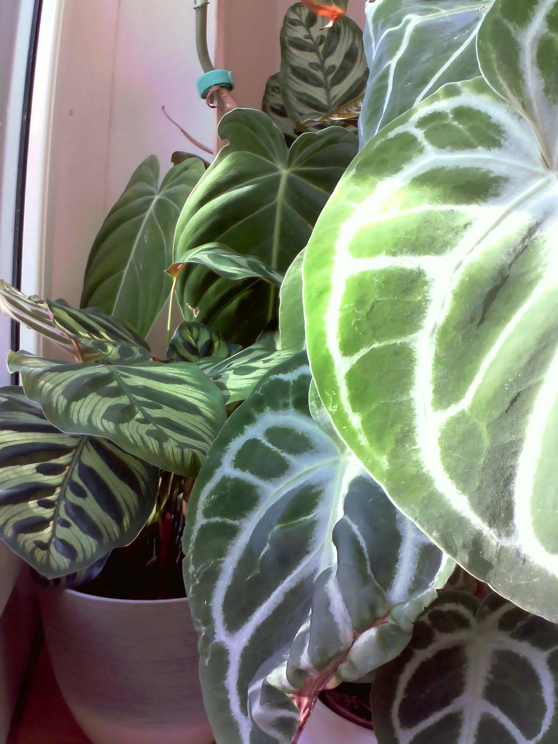 Beispielfoto aufgenommen mit Zoom Linse, das Pflanzendetails aus der Nähe zeigt