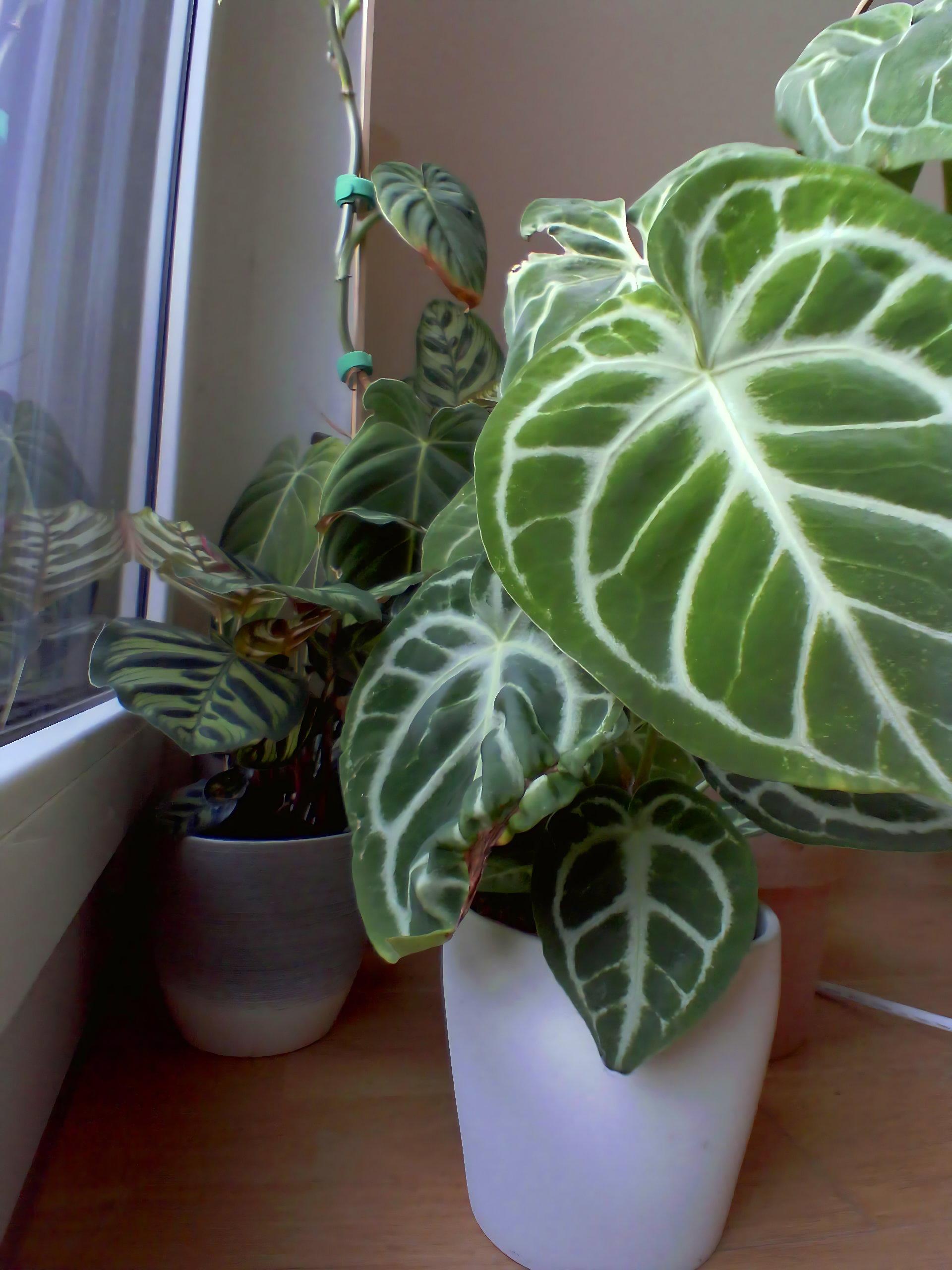 Beispielfoto aufgenommen mit Weitwinkel Linse, das mehrere Pflanzen zeigt