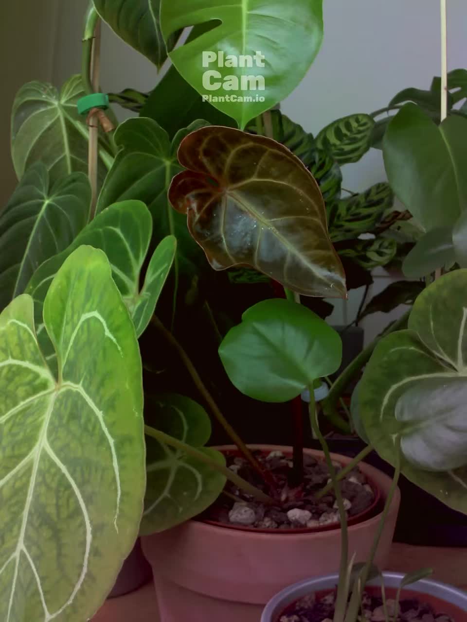 Plant growing timelapse