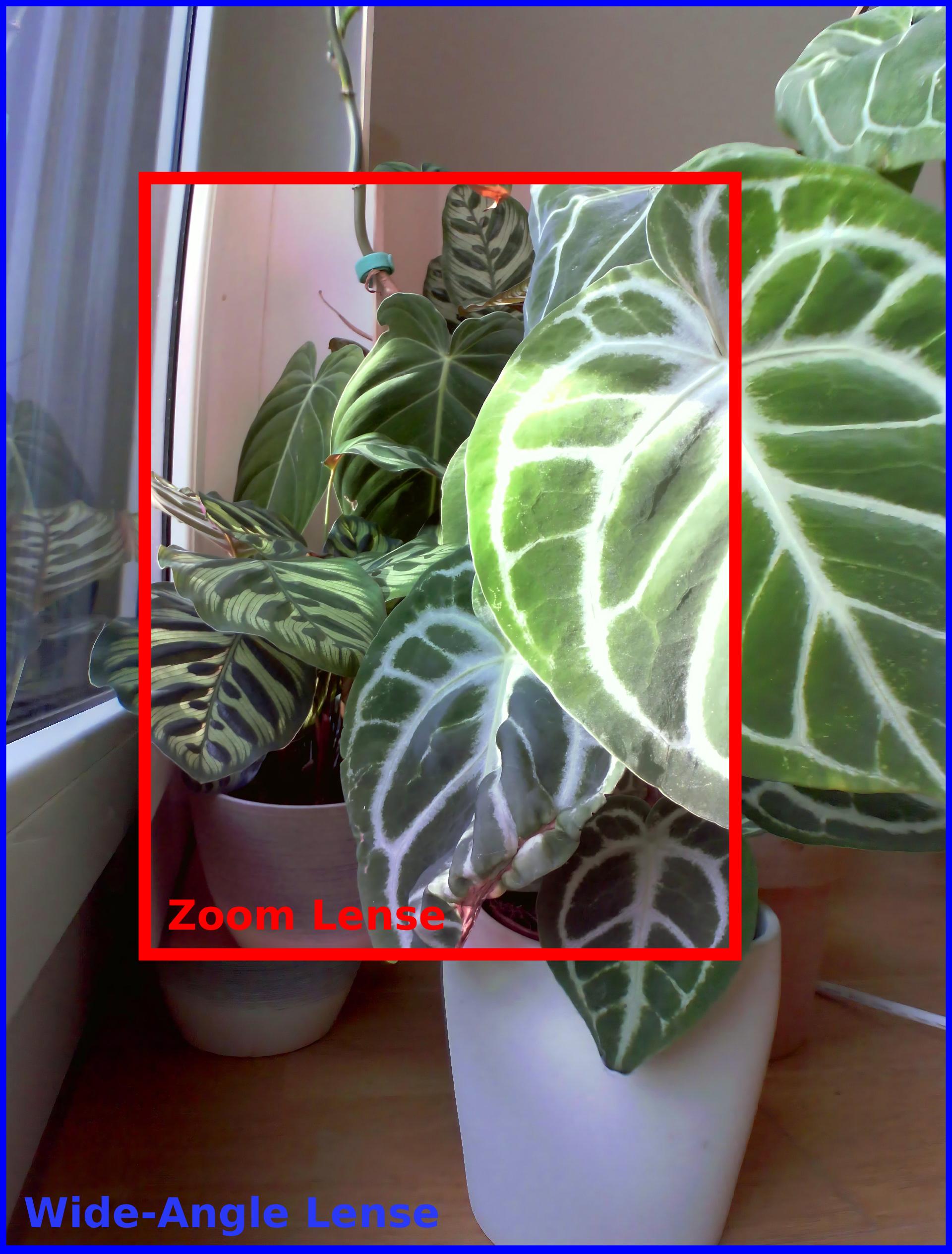 Seite-an-Seite-Vergleich, der Sichtfeldunterschiede zwischen Zoom- und Weitwinkel Linsen zeigt