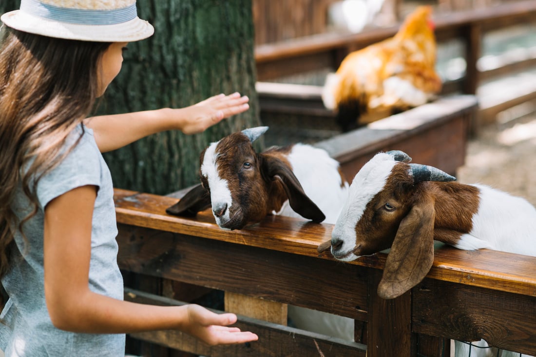 Children visiting animals at Saskatoon Zoo Society.