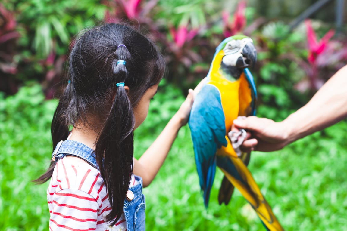Young girl with pigtails gently petting a blue-and-yellow macaw in a lush garden setting, guided by an adult’s hand.