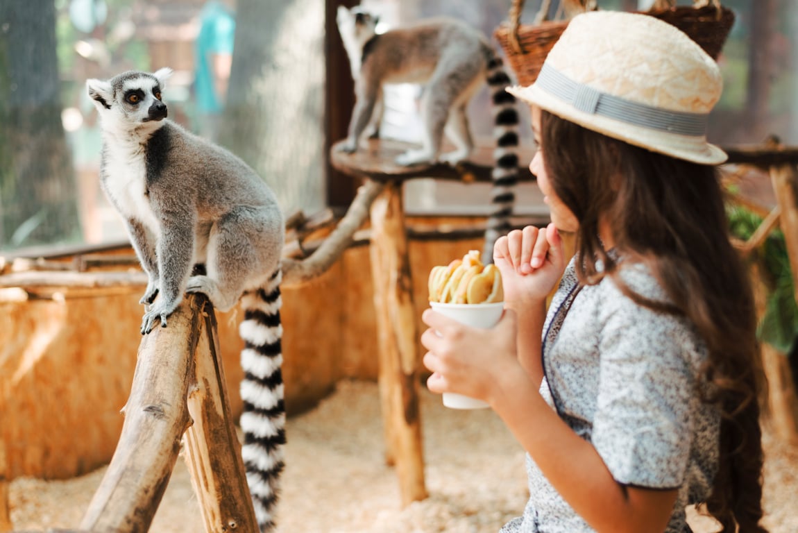 oung girl in a hat holding snacks while looking at a ring-tailed lemur sitting on a wooden branch at the zoo.