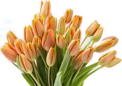 Mother’s Day Collection - 30 Orange Tulips (Farm-Fresh , Cut-to-Order, and Homegrown in the USA).Gift for Birthday, Anniversary, Mother’s Day Fresh Flowers