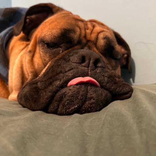 Frankie Pollino