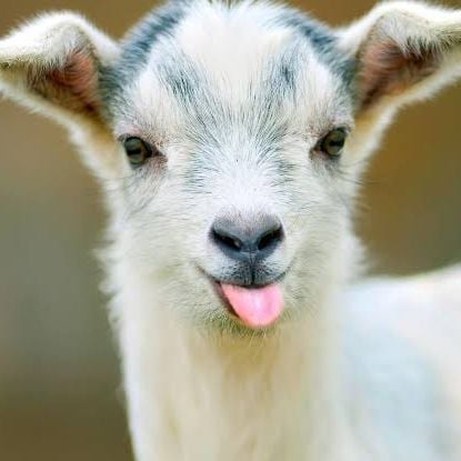 Alberto Domingo Martínez