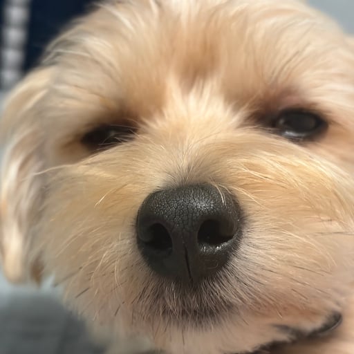 Joe