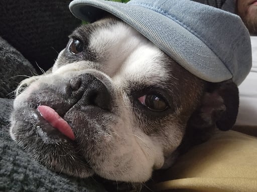 BVickers (spaghetii)