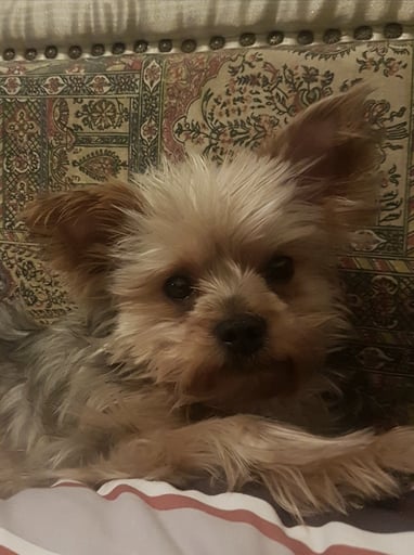 Erveen Nanick | WOTB