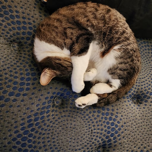 Nic