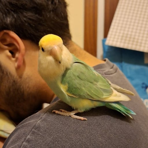 Arnau Castillo Garcia