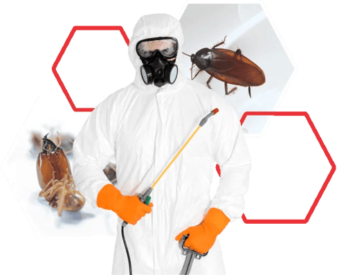 Pest Control Chicago