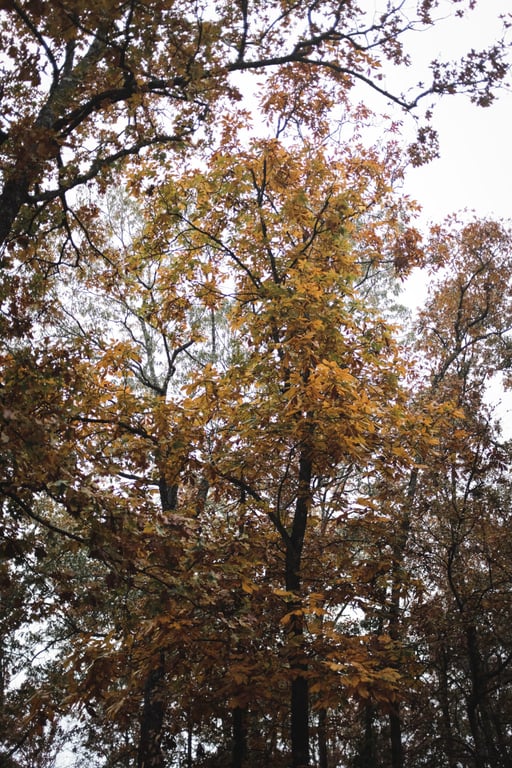 Broken Bow scenery