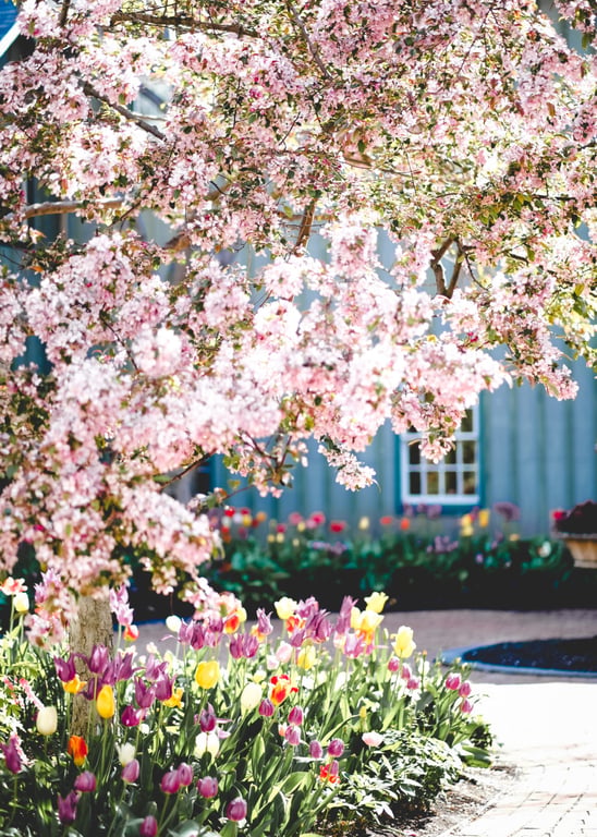 Cherry Blossom Tree 