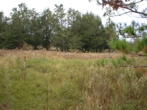 View of overgrown field for Screen #2.  All speaker posts and ramps still intact. Screen was located in far clump of trees.