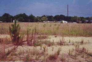 View from the back of the field