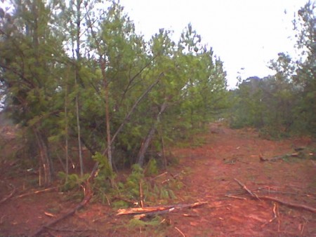 Trees/growth where the parking lot was