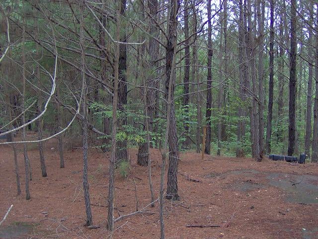 Somewhere back in this over grown area is where the screen was. Also, to the right of the photo you can see what looks like an old gas tank from a car.