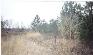 Field overgrown with trees, but in good shape