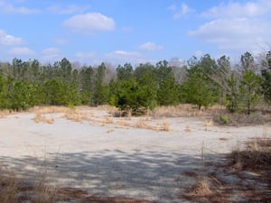 The parking area covered with growth.  The screen is to the right