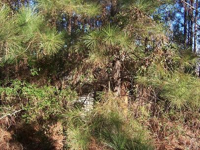 Marquee base from the Moon Lit Drive-in..
Now covered with trees and undergrowth..
Hard to locate if you don't know where to look.