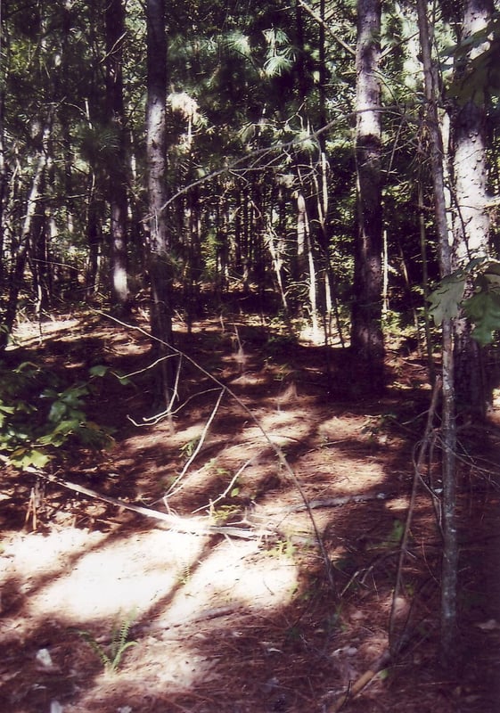 A dense forest has grown on the lot