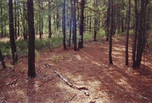 Picture of a clearly visible ramp in the forest