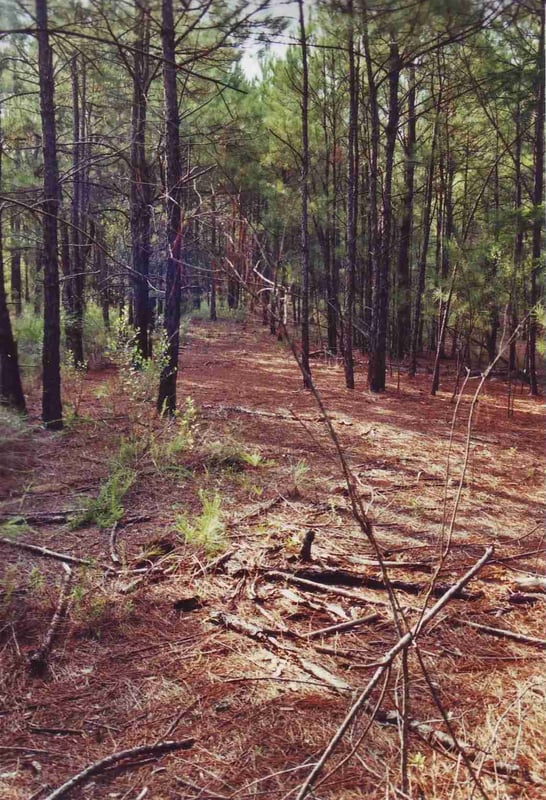 Another shot of a ramp overgrown with trees