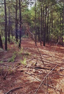 Another shot of a ramp overgrown with trees