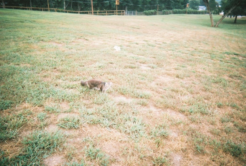 Official mascots of the Wilderness Drive-In in Trenton, Georgia