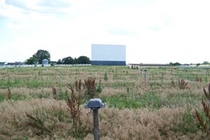 The field becoming overgrown.