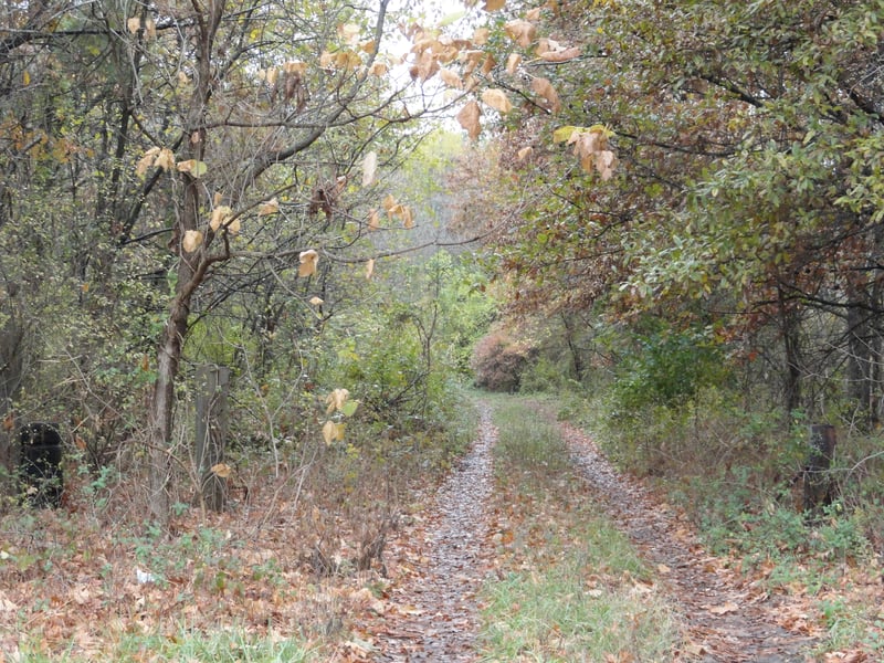 Former Entrance road back into the woods