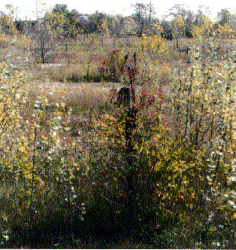 speaker pole and field