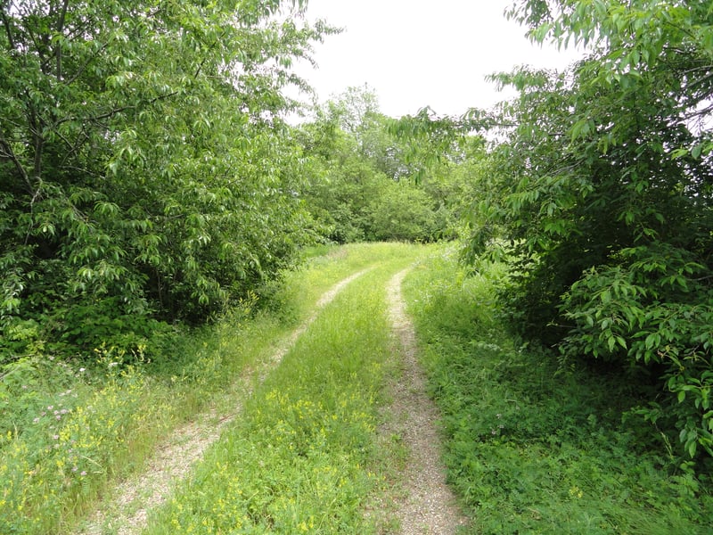 entrance drive-nothing left on the lot but some debris and a lot of bugs