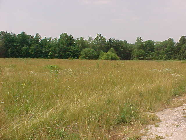 Trees mark perimeter of the field